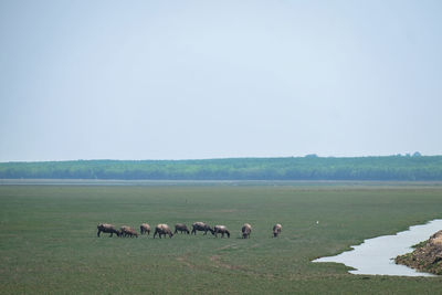 Flock of sheep on field against sky