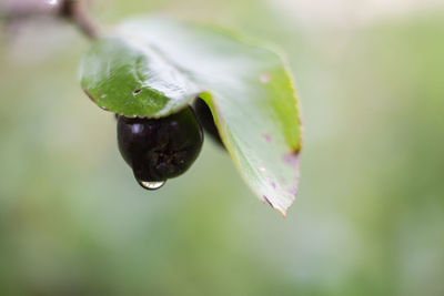 Close-up of water drop on leaf