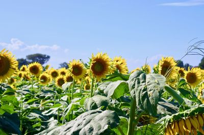 Close-up of yellow flowering plants on field against sky