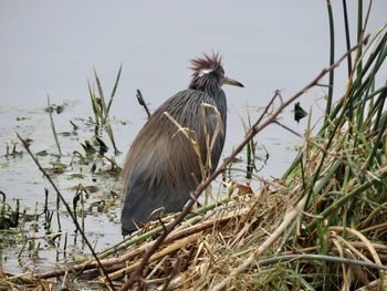 Closeup rear view tricolor heron bad hair day