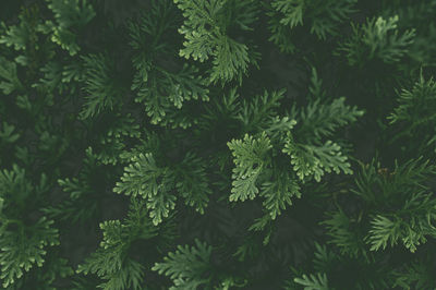 Full frame green leaves texture background.