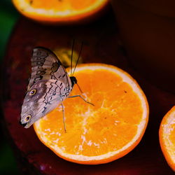 Close-up of butterfly on orange slice