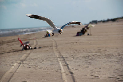 Seagulls flying over beach