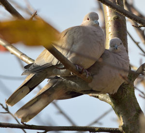 Low angle view of bird perching on branch