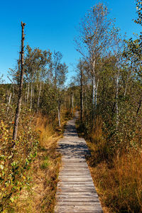 Footpath amidst trees against sky