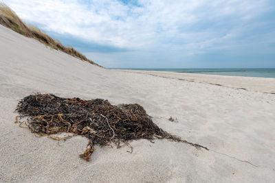 German baltic coast with algae, seagrass and sand dunes, grass and blue sky