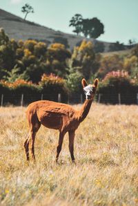 Horse standing in a field