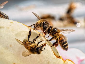 Close-up of bees on flower