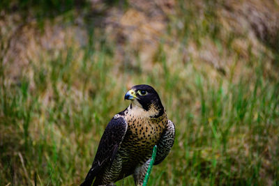 Close-up of falcon on grass