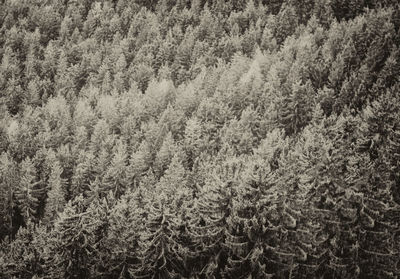 High angle view of pine trees in forest