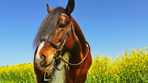 Close-up of a horse on field