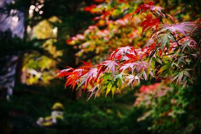 Close-up of maple leaf on tree during autumn