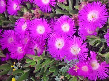 High angle view of pink flowering plants