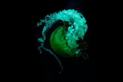 Close-up of jellyfish swimming in sea