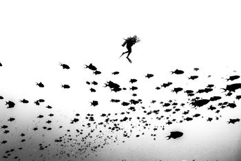 Scuba diver swimming by school of fish in red sea