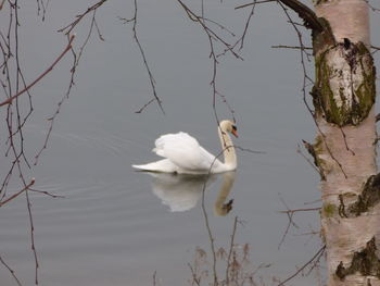 Close-up of swans on lake