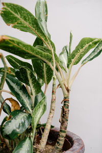 Close-up of potted plant