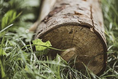 Close-up of log in forest