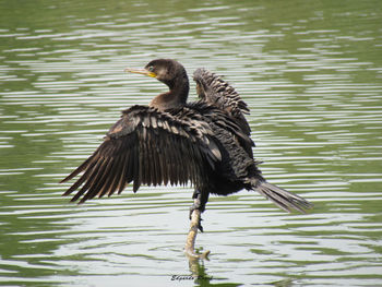 Bird perching on lake