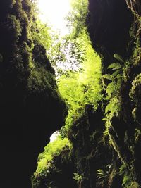 Trees growing in forest