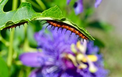 Close-up of butterfly pollinating on flower