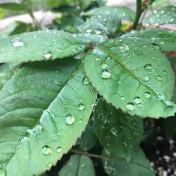 Close-up of wet leaves on rainy day