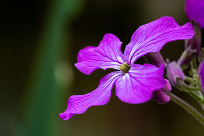 Close-up of purple flowering plant