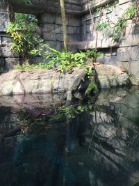 Plants and rocks by water