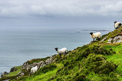 Flock of sheep on field by sea against sky