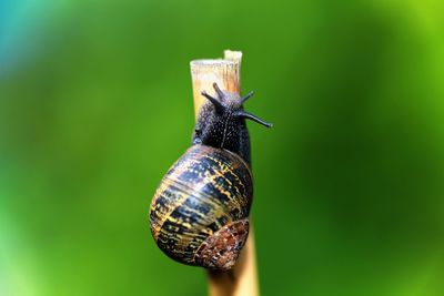Close-up of snail on stem