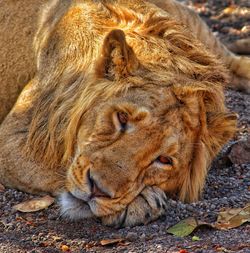 Close-up of a lion
