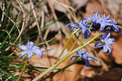 Close-up of purple crocus flowers