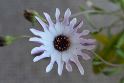 Close-up of purple flower