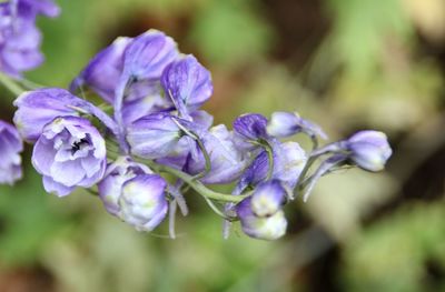 Close-up of purple flowering plant