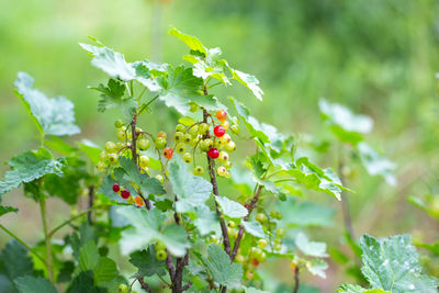 Close-up of berries on plant