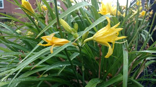 Close-up of yellow flowers blooming in park