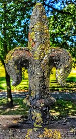 Close-up of tree trunk