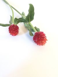 Close-up of red flowers