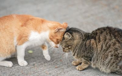 Cats head butting to each other 