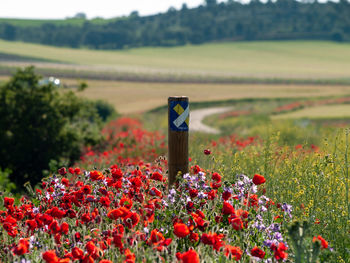 Red poppy flowers in field