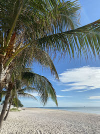 Palm trees on beach against sky