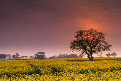 Scenic view of oilseed rape field against sky