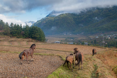 Sheep grazing on grassy field
