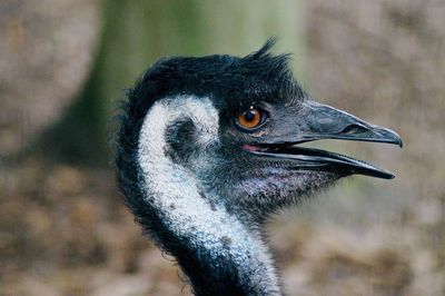 Close-up of emu looking away