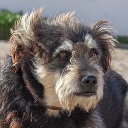 Close-up portrait of dog looking at camera