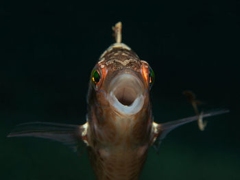Close-up of a turtle in sea