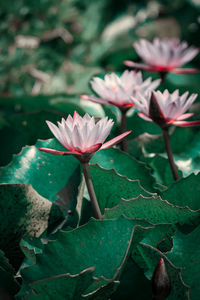 Close-up of pink water lily