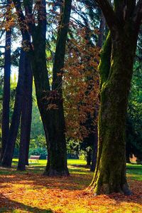 Trees in park during autumn