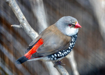 Close-up of bird perching on branch