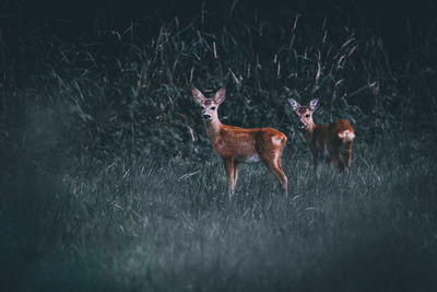 Deer standing on field